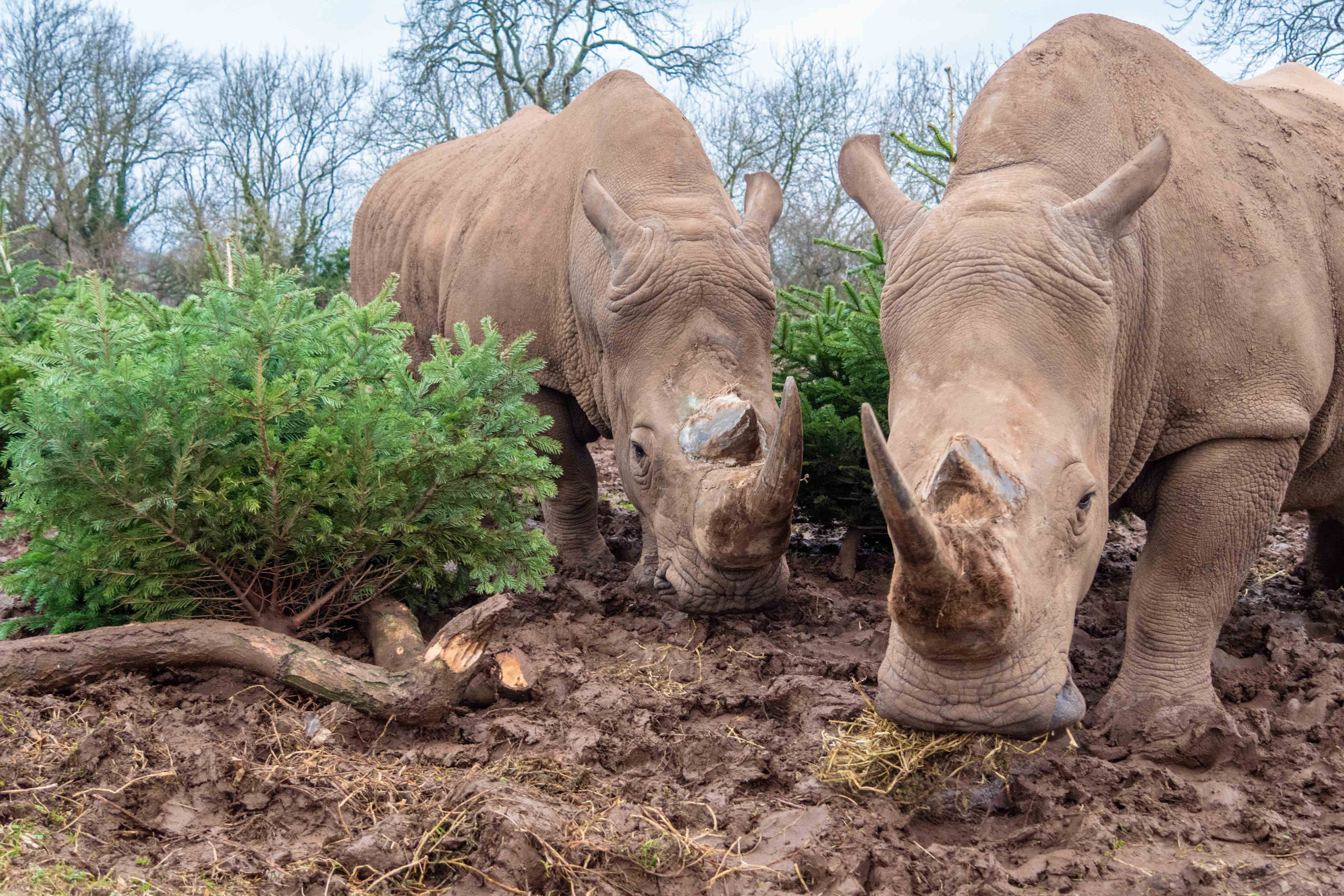 Christmas trees wanted for good causes | North Somerset Council